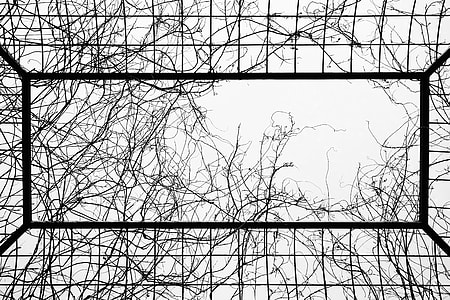 Cage, Branch, Bald, Grid, Windows, wire thumbnail