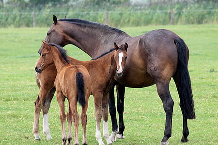 brown horse with two colts standing on green grass field thumbnail