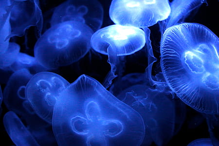 blue jellyfishes thumbnail