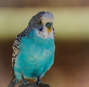 close-up photo of white and blue bird thumbnail