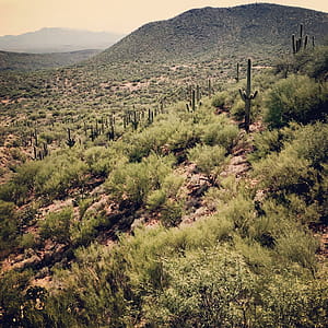 Saguaro cactus and other desert plants in the Sonoran Desert, south of Tucson, Arizona. thumbnail