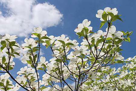 white flowers under blue sky thumbnail