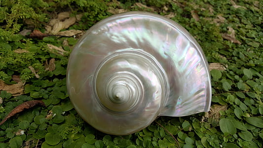 gray nautilus shell thumbnail