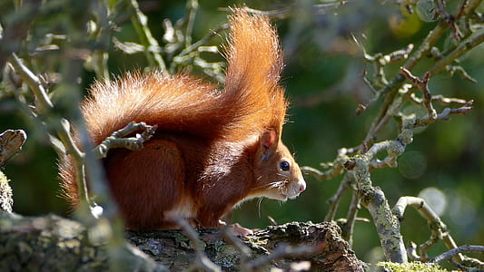 brown squirrel on tree close-up photo thumbnail