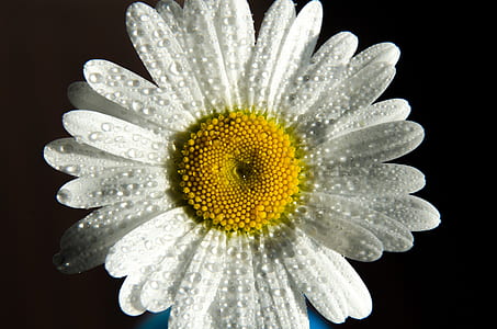nature, petals, dew, wet thumbnail