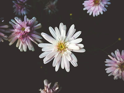 White and Pink Petaled Flowers in Bloom thumbnail