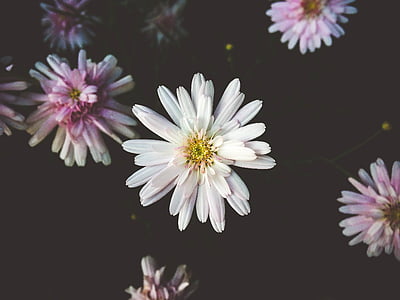 white Chrysanthemum flower macro photography thumbnail