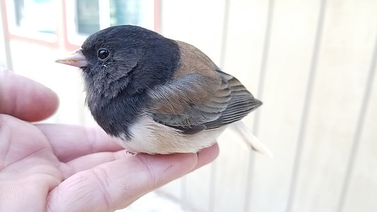 person holding black and white bird thumbnail