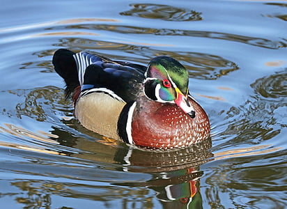 mallard duck floating on water thumbnail