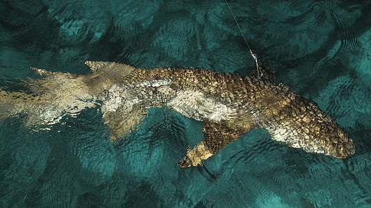 gray fish thumbnail