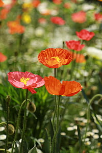 red poppy flowers in selective focus photography thumbnail