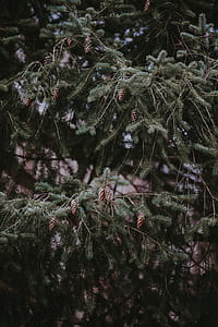 closeup photo of pine cone tree thumbnail