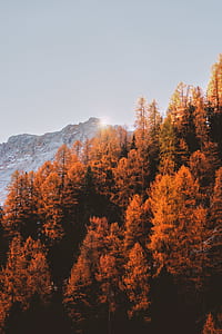 brown spruce trees under gray skies during day time thumbnail