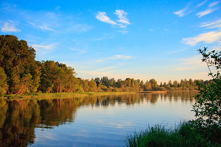 beige and green trees near water thumbnail