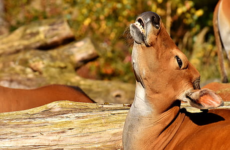 brown cow thumbnail