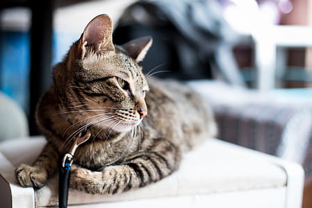 Tabby Cat thumbnail