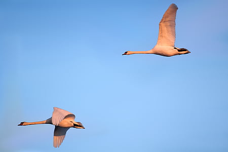 two flying white long-necked birds thumbnail
