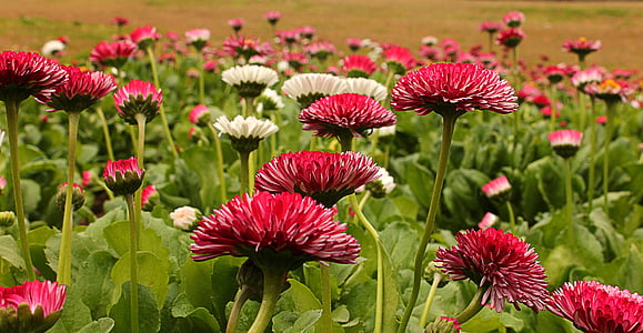red and white petaled flowers thumbnail