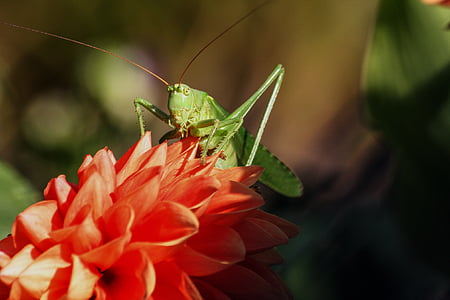 selective focus photography of green grasshopper perched on pink petaled flower thumbnail