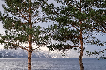 two brown-and-green trees during daytime thumbnail