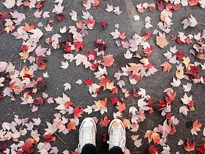 person wearing white sneakers surrounded by assorted-color maple leaves on concrete pavement thumbnail