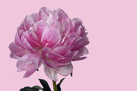 close-up photo of pink peony in bloom thumbnail