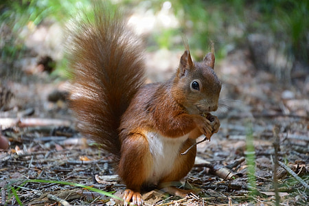 squirrel, eat, cute, food, nut, nature thumbnail