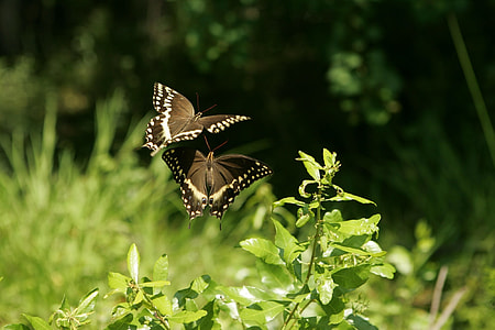 two black butterfly flying near green plant thumbnail