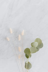 Dried flowers and eucalyptus on white marble thumbnail