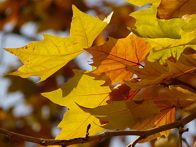 Leaves, Maple Leaved Plane thumbnail