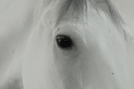 white horse thumbnail