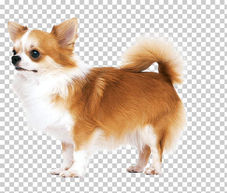 German Spitz Klein Chihuahua Pembroke Welsh Corgi Cardigan Welsh