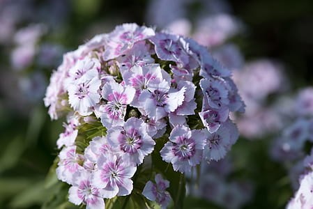 white and pink flowers blooming during daytime thumbnail