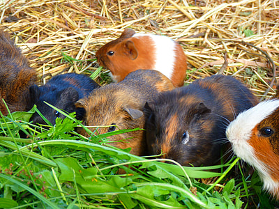 Guinea Pig House, Cavia Porcellus thumbnail