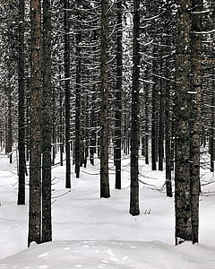 tall tress during winter thumbnail