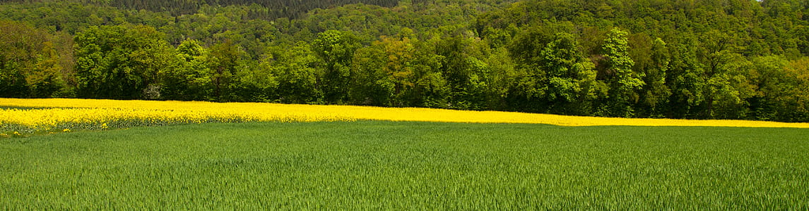 green grass thumbnail