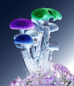 assorted-color mushroom thumbnail