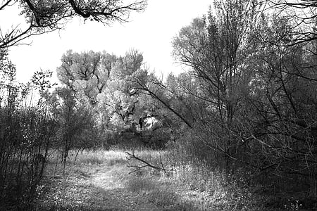 white trees during daytime thumbnail