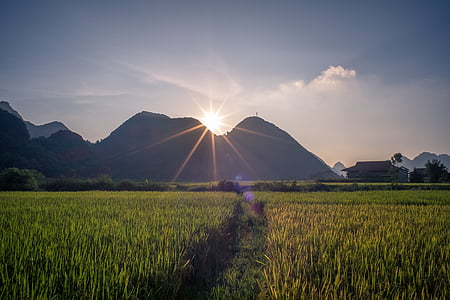 rice field near mountain thumbnail