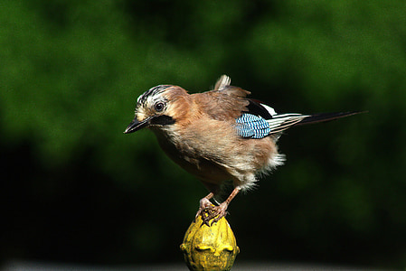 selective focus photography of brown, blue, and white perched on yellow finial thumbnail