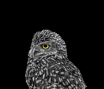 focus photo of black and gray owl thumbnail