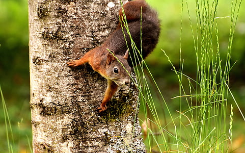 tilt shift lens photography of squirrel on tree thumbnail