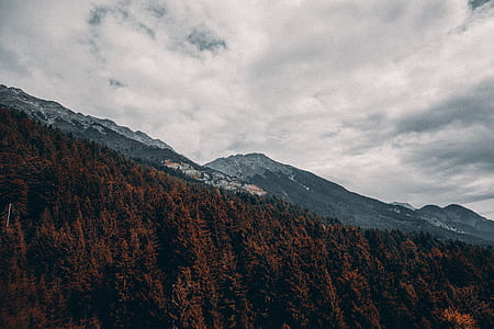 brown trees covered mountain thumbnail