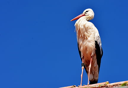wildlife photography of white long-beak bird thumbnail