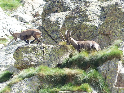 ibex goat on rock thumbnail