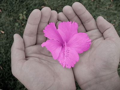 person holding pink petal flowers thumbnail