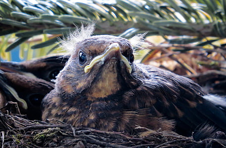 brown bird in bird's nest thumbnail