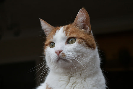 white and orange tabby cat thumbnail