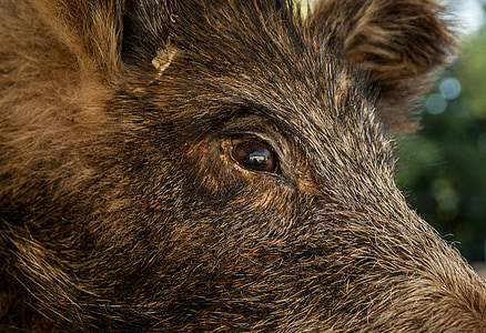 macro shot photography of animal eye thumbnail