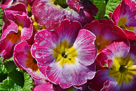 pink-white-and-yellow petaled flowers thumbnail
